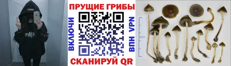 Псилоцибиновые грибы мухоморы  Грязовец 